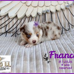 Francis - Red merle female Miniature Australian Shepherd puppy in Madisonville, Texas from Flying LL Aussies