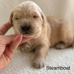 Steamboat- orange collar - Golden male Golden Retriever puppy in Colorado Springs, Colorado from Mercy Mountain Bernedoodles