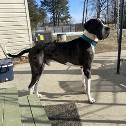 Pharaoh - Great Dane
