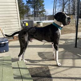Pharaoh - Great Dane
