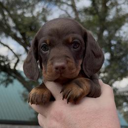 Bigger boy - Chocolate and tan male Dachshund puppy in Ocala, Florida from Dalmar Floridachs