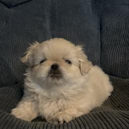 White boy - White male Pekingese puppy in Mustang, Oklahoma from Ashlyn's Pups