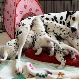 Dalmatian Puppies from Green Acre Dalmatians