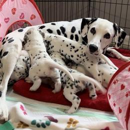 Dalmatian Puppies from Green Acre Dalmatians