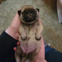 Golden Retriever and Pug Puppies from Paradise Peaks