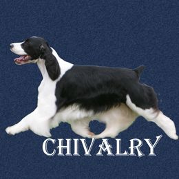 English Springer Spaniel puppies from Chivalry English Springer Spaniels