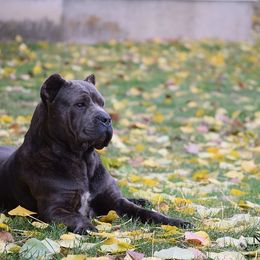 Polar - Cane Corso