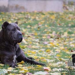 Polar - Cane Corso
