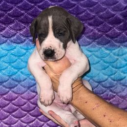 Megan - Blue and white female Great Dane puppy in Orange Grove, Texas from Shadow Veil Dane’s