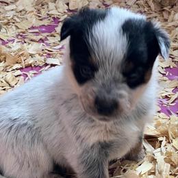 Girl 2 - Blue female Australian Cattle Dog puppy in Norton, Ohio from Australian Cattle Dog Company