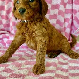 Light purple - Red female Irish Doodle puppy in Bloomfield, Iowa from Schooley Doodles