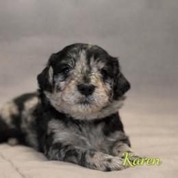 Karen Wheeler - Blue merle female Bernedoodle puppy in Bennett, Colorado from Darling Paws, LLC