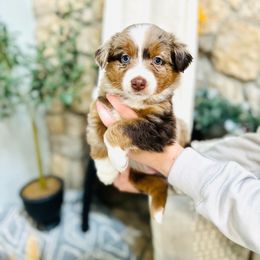 Star - Red merle Miniature Australian Shepherd puppy in Marysville, Indiana from New Market Aussies