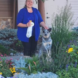 Australian Cattle Dog and French Bulldog Puppies from Sugarloaf French bulldogs and Australian cattle dogs