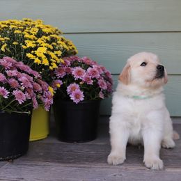Golden Retriever Puppies from A Refined Canine