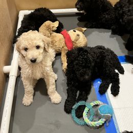 Poodle Puppies from The Rad Poodles