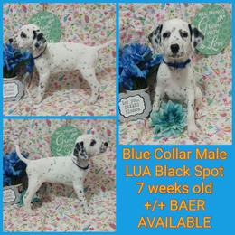 LUA BLACK SPOT BOY - White and black male Dalmatian puppy in Perry, Michigan from Mid-Michigan Dalmatians