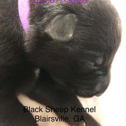 Chianti - Black female German Shepherd puppy in Blairsville, Georgia from Black Sheep German Shepherds