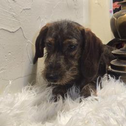 DAPPHINOR - Cream male Dachshund puppy in Willard, Utah from Simply Sharing Love