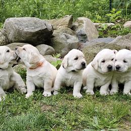 Boy - Yellow male Labrador Retriever puppy in Plainwell, Michigan from Preuss Puppies