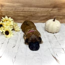 Holly - Wheaten female Whoodle puppy in Merritt, Michigan from Genesis Family Farm