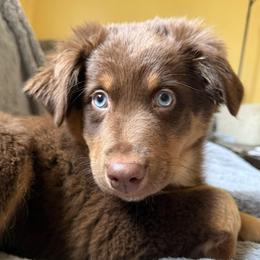 Aurora - Red tri-color female Australian Shepherd puppy in East Hartford, Connecticut from CT Aussies