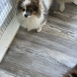 Pomeranian Puppies from MDs Prancin Poms