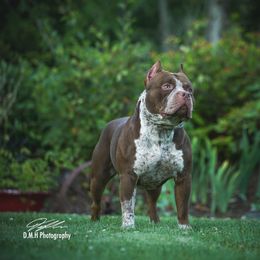 American Bully Puppies from Sky River Bullies