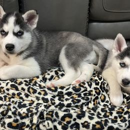 Siberian Husky Puppies from McDonald's Homegrown Huskies