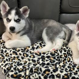 Siberian Husky Puppies from McDonald's Homegrown Huskies