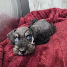 Brooklyn - Black and silver female Miniature Schnauzer puppy in Panama City, Florida from Emerald Coast Schnauzers
