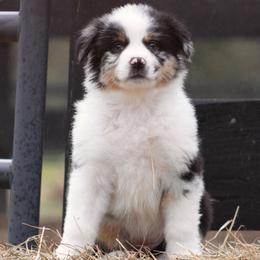 Notion - Blue merle female Australian Shepherd puppy in Springville, Alabama from Cross Creek Aussies