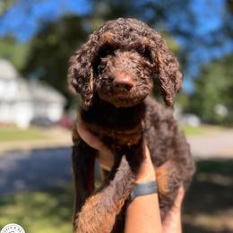 Goldendoodle puppies from Beach and Bay Dog Co