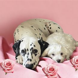 Dachshund, Dalmatian, Havanese, Maltese, Pomeranian, and Poodle Puppies from Destination Dalmatian