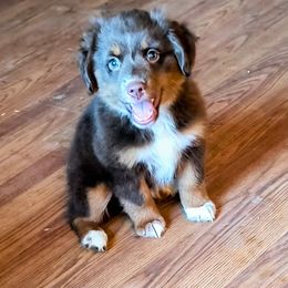 Rebecah - Red tri-color female Miniature American Shepherd puppy in Goldendale, Washington from Amulet Charm