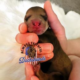 AFDs Benelli - Red male Dachshund puppy in Waverly, Ohio from Always Faithful Dachshunds