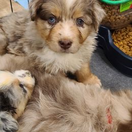 Australian Shepherd Puppies from Whitfarm Aussies