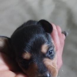 Baby - Black and tan female Dachshund puppy in Newcomerstown, Ohio from Rose's Dachshunds