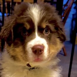 Australian Shepherds from High Court Aussies - Plymouth Indiana