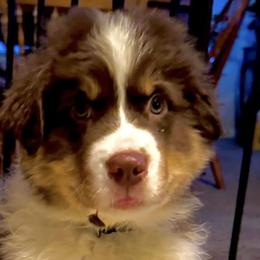 Australian Shepherds from High Court Aussies - Plymouth Indiana