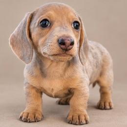 Female 1 - Dapple female Dachshund puppy in El Campo, Texas from Creamer Creek Kennel