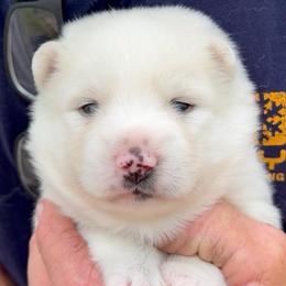 Busters - White male Pomsky puppy in Spring Hill, Florida from PDQ Pomskies