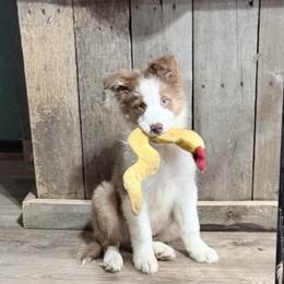 Toby - Gold male Border Collie puppy in Guffey, Colorado from Sunset Ridge