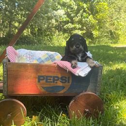 Jet - Black and cream male Dachshund puppy in Squires, Missouri from Hudson’s Hounds