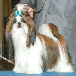 Fantasy's Secret Love - Shih Tzu