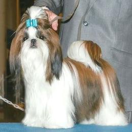 Fantasy's Secret Love - Shih Tzu