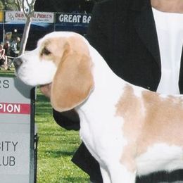 Ch. HA-Pennys Carmel Kiss - Beagle