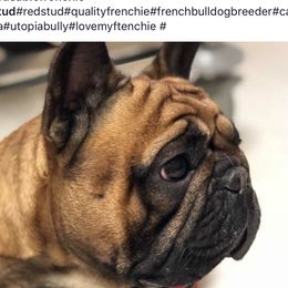 Zephyr - French Bulldog