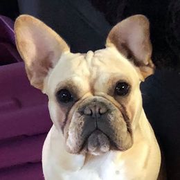 Cora - French Bulldog