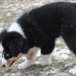 Miniature Australian Shepherd Puppies from Free Spirit Ranch